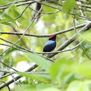 Lance-tailed Manakin