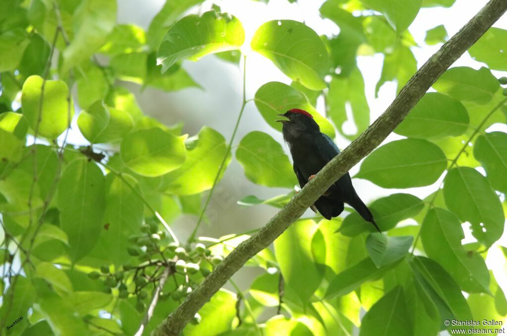 Manakin lancéolé mâle adulte nuptial, chant