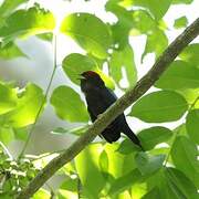 Lance-tailed Manakin