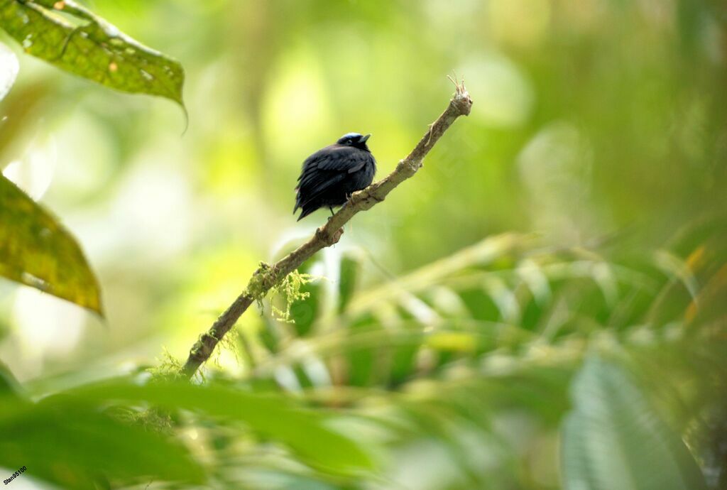 Velvety Manakin male adult breeding