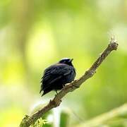 Velvety Manakin