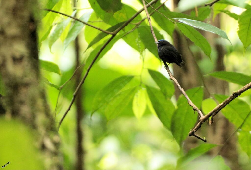 Velvety Manakin male adult breeding