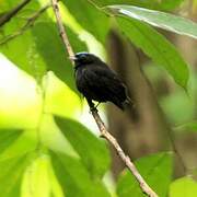 Velvety Manakin