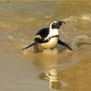 African Penguin