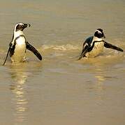 African Penguin