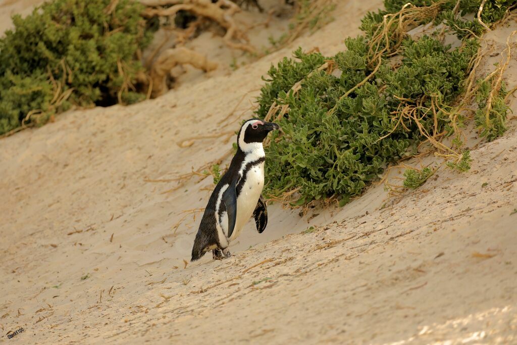 African Penguinadult, walking