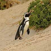 African Penguin