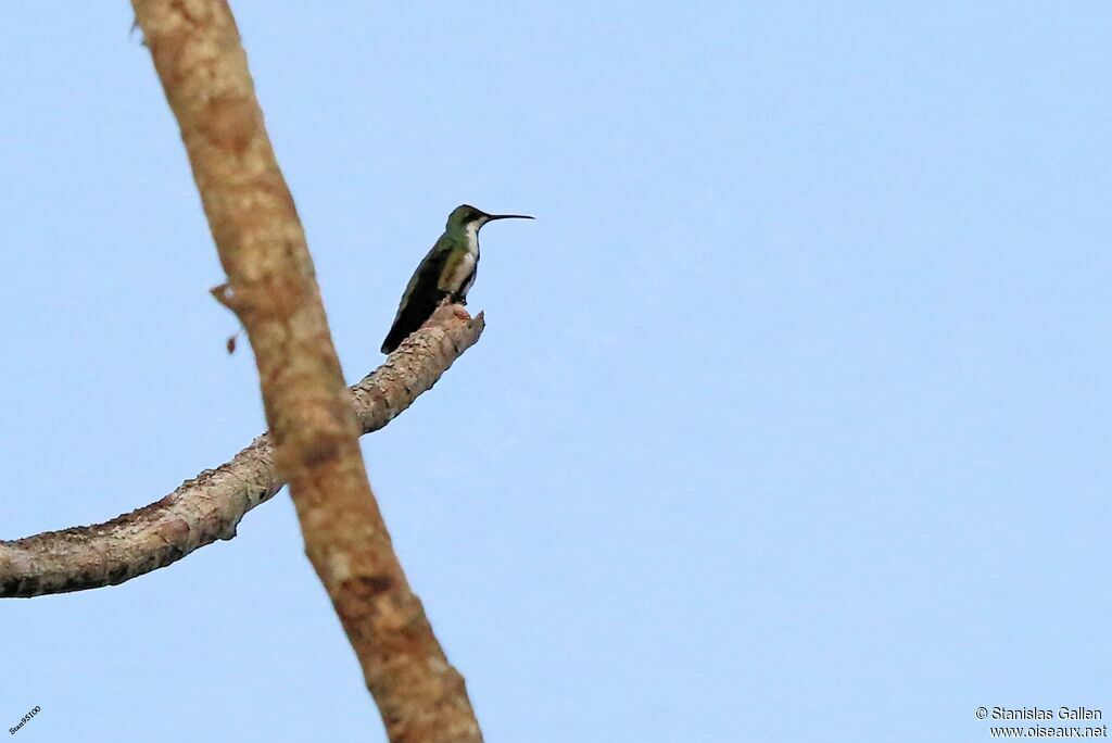 Black-throated Mango female adult breeding