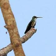 Black-throated Mango