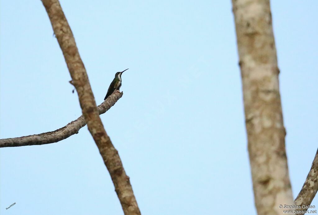 Black-throated Mango female adult breeding