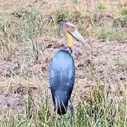 Lesser Adjutant