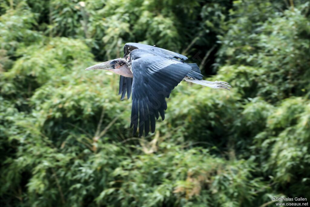 Marabou Storkadult, Flight