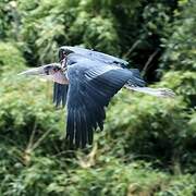 Marabou Stork