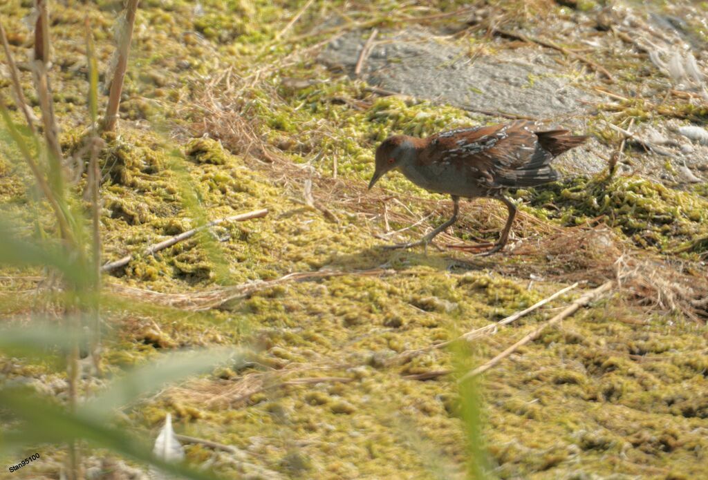 Baillon's Crakeadult, walking