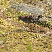 Baillon's Crake