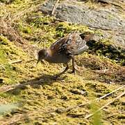 Baillon's Crake