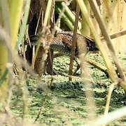 Spotted Crake