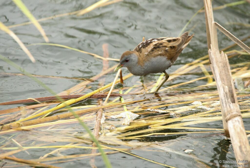 Marouette poussin, pêche/chasse