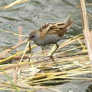 Little Crake