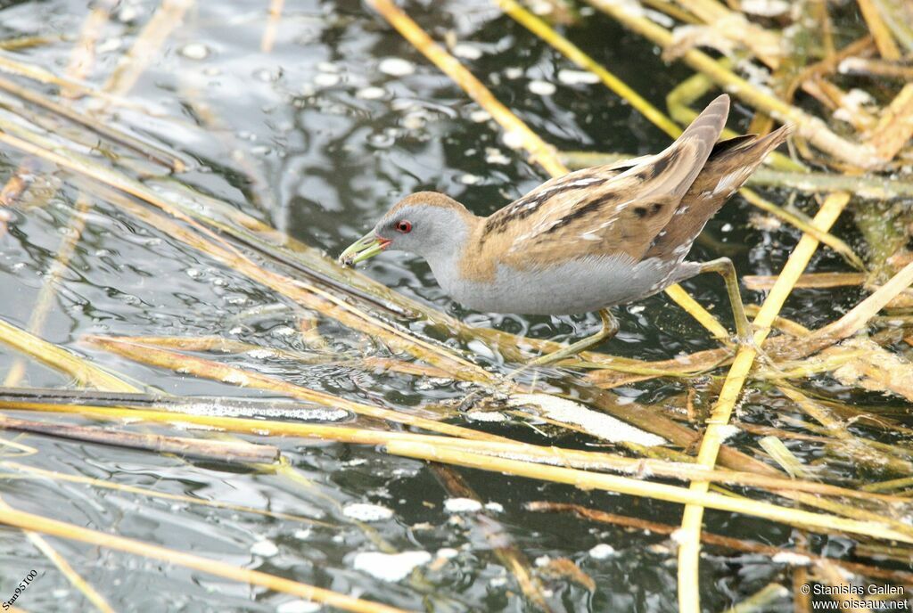 Marouette poussinadulte, marche, pêche/chasse