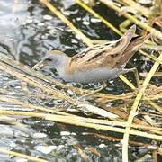 Little Crake