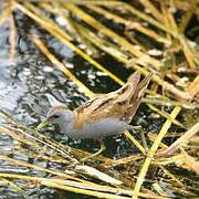 Little Crake