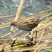 Little Crake