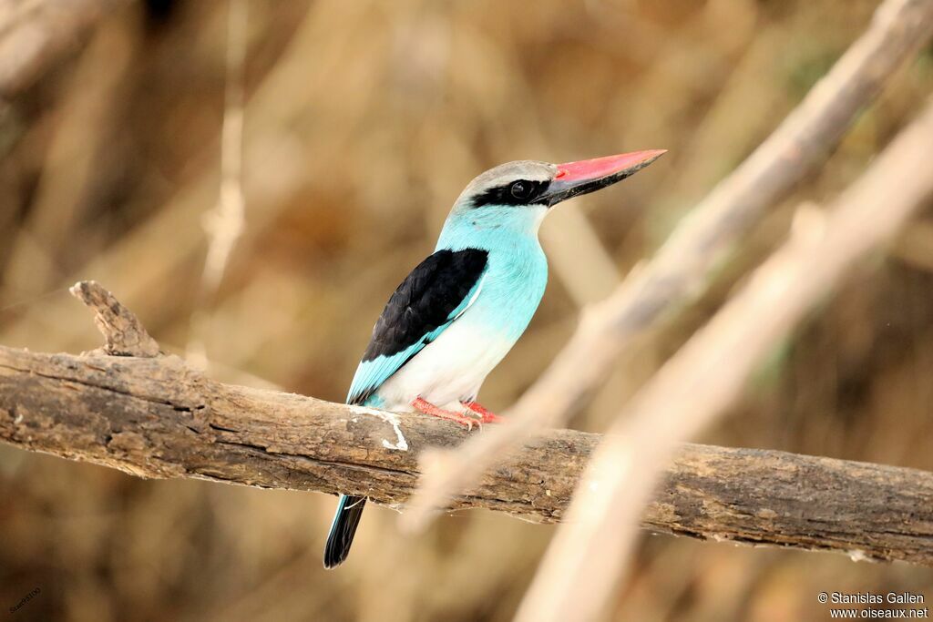 Blue-breasted Kingfisheradult