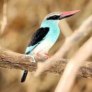 Martin-chasseur à poitrine bleue