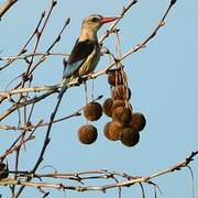 Brown-hooded Kingfisher