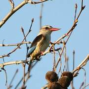 Brown-hooded Kingfisher