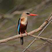 Grey-headed Kingfisher