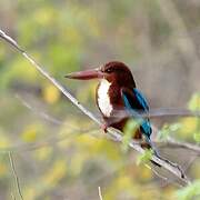 White-throated Kingfisher