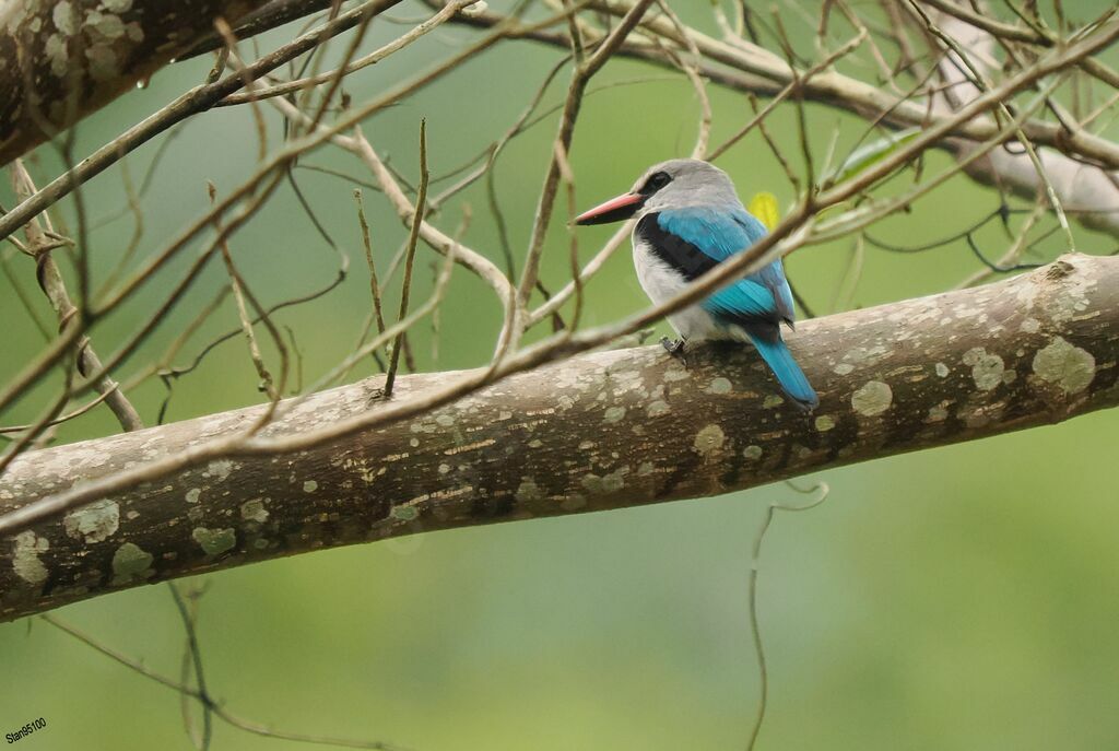 Woodland Kingfisheradult breeding