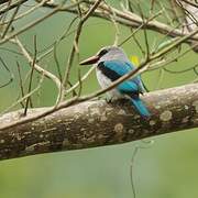 Woodland Kingfisher