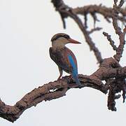 Striped Kingfisher