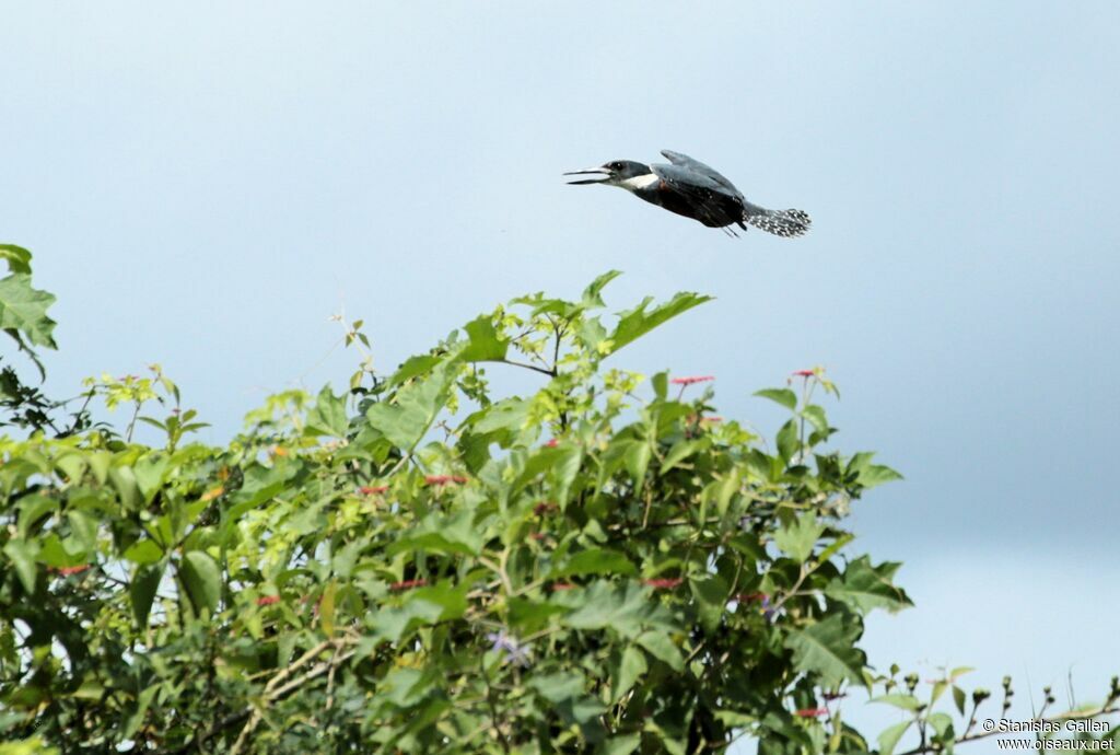 Ringed Kingfisher male adult, Flight