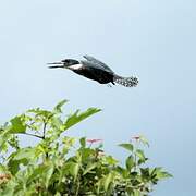 Ringed Kingfisher