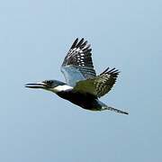 Ringed Kingfisher