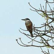 Ringed Kingfisher