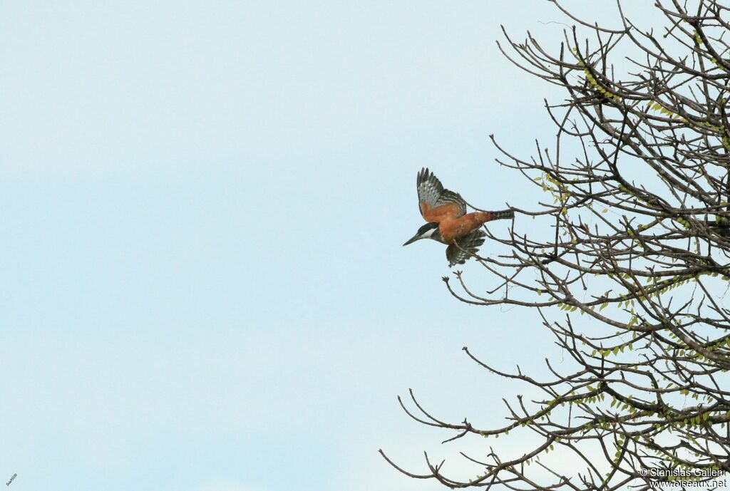 Ringed Kingfisher, Flight