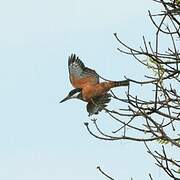 Ringed Kingfisher