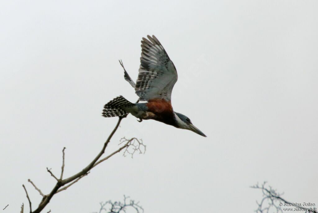 Ringed Kingfisheradult, Flight