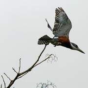 Ringed Kingfisher