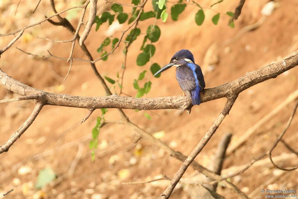 Shining-blue Kingfisheradult