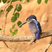 Shining-blue Kingfisher