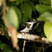 Amazon Kingfisher