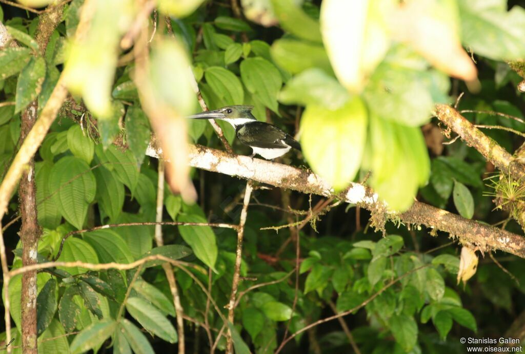 Amazon Kingfisher female adult