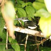 Amazon Kingfisher