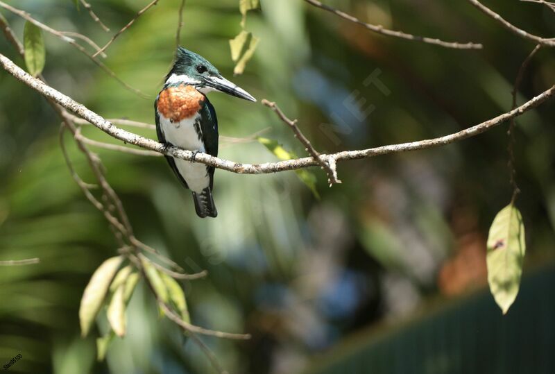 Amazon Kingfisher male adult breeding, close-up portrait